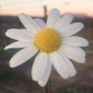 Meet your Posher, Madeline